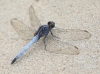 J17_2947 Orthetrum glaucum male